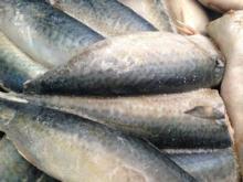 Frozen mackerel HGT for cannery