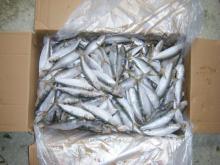 Frozen Sardine For  Tuna   Bait 