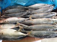 Good Quality Mackerel For  Cannery 