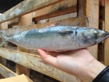 Frozen IQF Mackerel