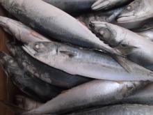 Frozen mackerel A Grade Quality with best price