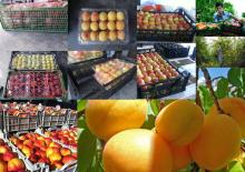 Fresh  Fruits   From   Iran 