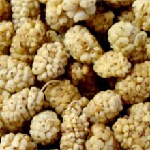 Mulberry