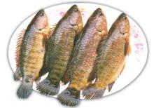 Anabas ( Climbing  perch)