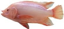 Red Tilapia