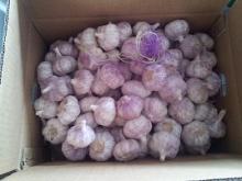 Garlic