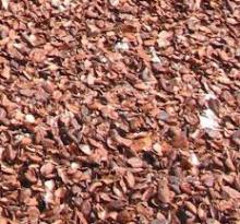  Cocoa   Shell 