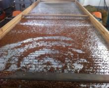 2014 new crop roasted  buckwheat   kernel s