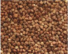 high quality roasted buckwheat kernels