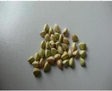buckwheat kernels from china with high quality and low price