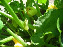 Fresh Zucchini