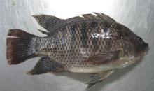 Whole Round Tilapia Fish