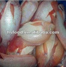 Frozen Whole Round  Red   Tilapia 