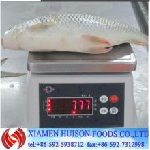 Frozen dace  farm ed  fish  cirrhinus molitorella