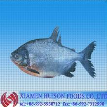 Frozen fresh red pomfret fish