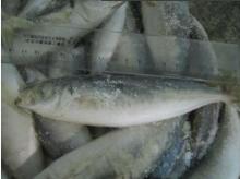Frozen  Whole   Horse   Mackerel 
