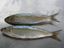 Frozen  whole   round   sardine s