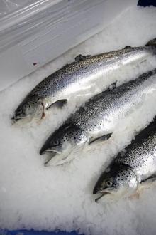 chilled  fresh   salmon   fish 