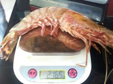 big  tiger   prawn 