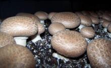 fresh protabella mushroom