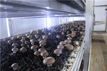 FRESH PORTABELLA MUSHROOM