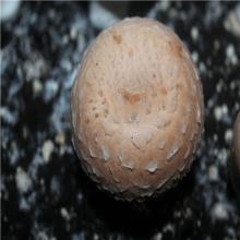 FRESH PORTABELLA MUSHROOMS