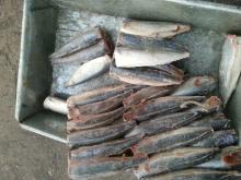 Frozen Mackerel HGT -Head Off Tail Off Gutted