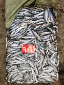 20-30pcs mackerel scomber japonicus