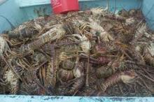 Fresh lobster