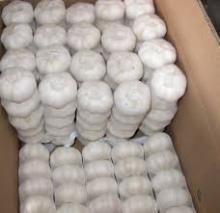 Fresh Whit Garlic