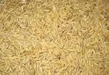 Feed grade Barley