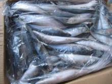 Frozen Bonito Fish