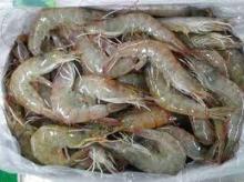 Frozen Shrimp And Seafoods