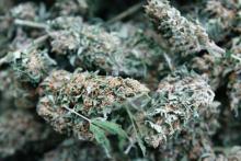 High Grade Medicinal marijuana