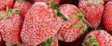  IQF   STRAWBERRY  ( WHOLE /HALF/DICED)