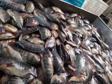 Copy of Big Fat Whole Round Tilapia Fish