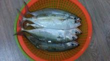 frozen indian mackerel