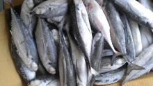 frozen horse mackerel