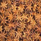 STAR ANISEED