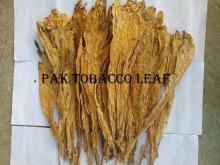 Middle Leaves of Tobacco Plant