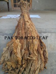 Top  Leaves  of Tobacco Plant