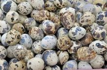  Quail   egg s for sale