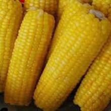 iqf sweet corn cob