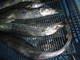 frozen Hook ribbon fish