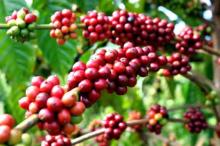  Vietnam   Robusta   Coffee  bean S18, S16, S13