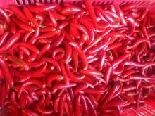 Fresh  small   red   chili 