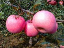 FUJI APPLE