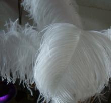 Ostrich Feathers For Sale