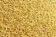  Yellow   Millet  For Sale