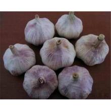 normal-white-garlic